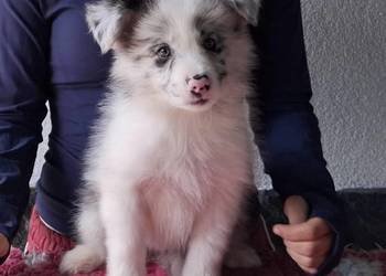 Border collie - ŚLICZNE szczeniaczki z metryką ZKwP