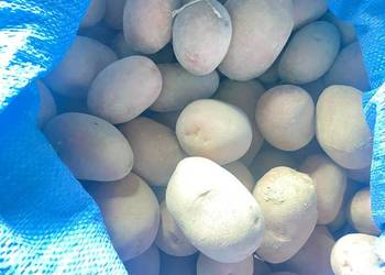 Ziemniaki Red Sonia Ziemniaki Red Sonia