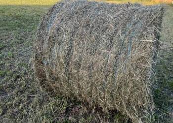 sprzedam słomę i  siano w belach  z pogodnego zbioru 2025 r