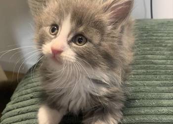 Maine Coon Srebny z białym klasycznie pręgowany
