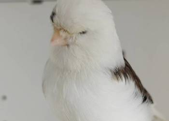 Kanarek Gloster samica.