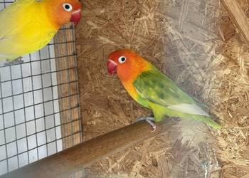 nierozłączki parka