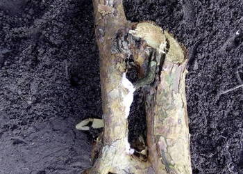 sztuka natury, ciekawe kawałki drewna, zrosty gałęzi, dendrologia