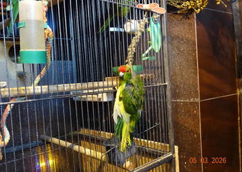 PAPUGI MODROLOTKI KOZIA