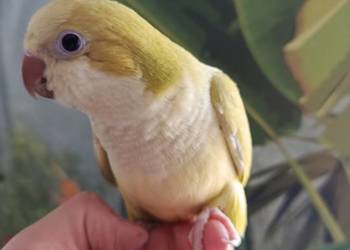 Papuga mnicha nizinna ręcznie karmiona oswojona