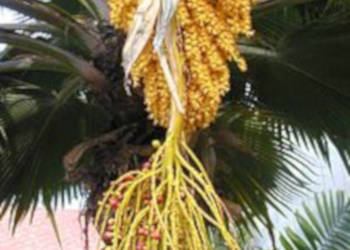 POTARGANA PALMA WACHLARZOWA Pritchardia grandis  - NASIONA 100g