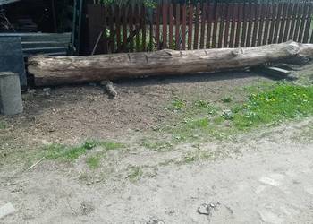 Sprzedam dęba mniejszego tartacznego