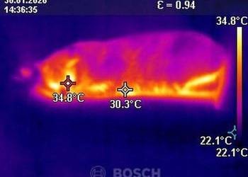 Lokalizacja zaginionych zwierząt kamerą termowizyjną, Wrocław, cennik