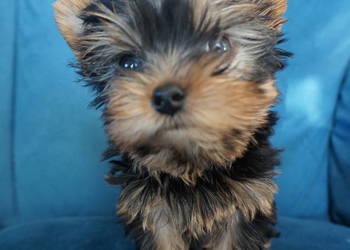 Piesek Yorkshire Terrier