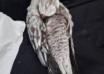 Nimfy ręcznie karmione