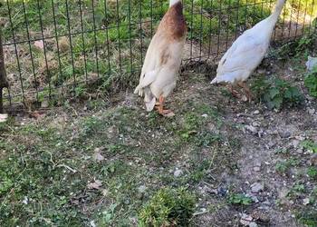 Kaczor biegus biegusy indyjskie