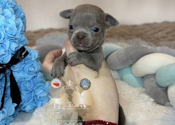 Chihuahua mini piesek krótkowłosy liliowy mini piękny badania DNA