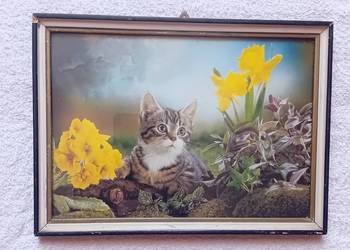 Zdjęcie kota w ramce za szkłem, lata 70-e / 80-e.