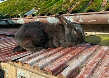 Sprzedam królika samic