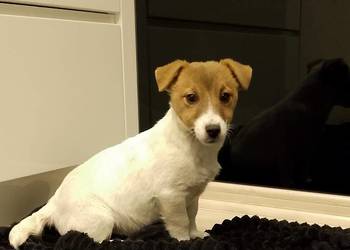 Suczka ZKwP Jack Russell terrier