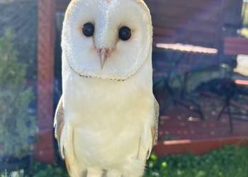 Sowa płomykówka Tyto Alba ręcznie karmiona