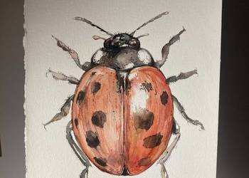 Akwarela biedronka obraz