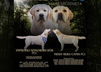 Labrador retriever ZKwP/FCI- najlepsza, najsilniejsza suczka z miotu
