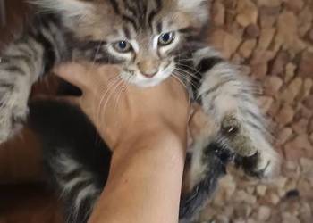 Przepiękne kocięta Maine coon do rezerwacji