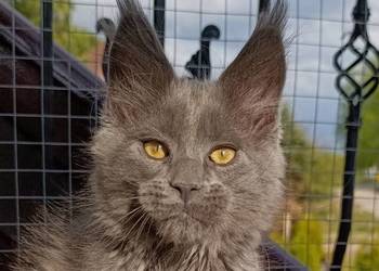 Niebieski kocurek Maine Coon - FPL