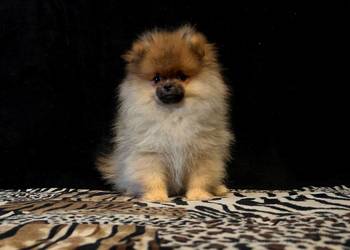 Szpic miniaturowy, Pomeranian - suczka ORANGE SABLE