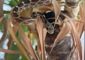 Wąż zbożowy Super masque