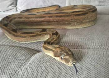 Boa cesarski samica motley het vpi/ anery +