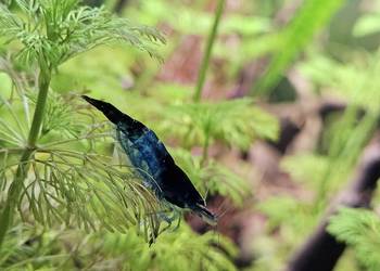 Krewetki Neocardina velvet Blue