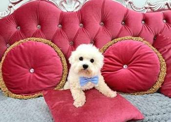 bichon frise szczenięta do odbioru - rodowód FCI top linie