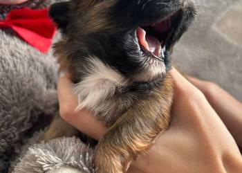 Shih-Tzu  chłopiec odbiór w grudniu