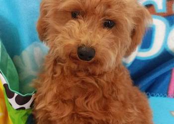 Maltipoo f1b. Piesek