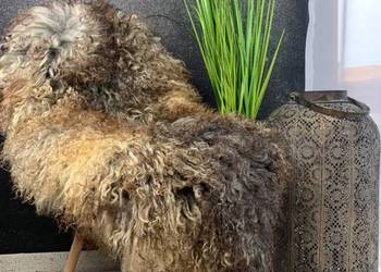 Naturalna skóra owcza GOTLAND - dywany i dywaniki