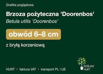 Brzoza pożyteczna 'Doorenbos' obwód 6-8 cm, z bryłą – HURT