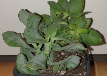 Grubosz Arborescens lub  undulatifolia 'Blue Hale"