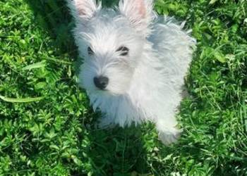 Piesek West Highland White Terrier