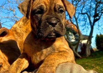 Urocze szczeniaki rasy bokser