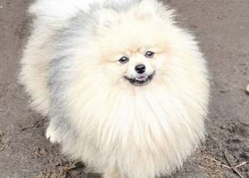 Pomeranian szpic miniaturowy zkwp FCI