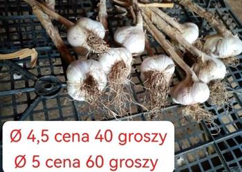 Czosnek nie obierany Harnaś