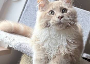 Maine Coon - Rudo biały  !