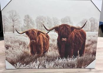 Obraz – Szkockie krowy Highland Cattle • duży format 58x78cm• nowy