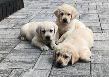 Labrador