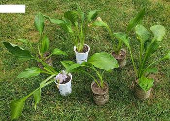 Hosta zielona i inne po 10