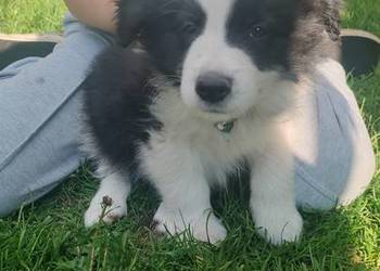 Szczeniaki border collie