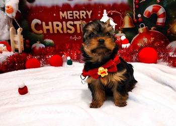 Śliczne szczenięta sunie york po Championach