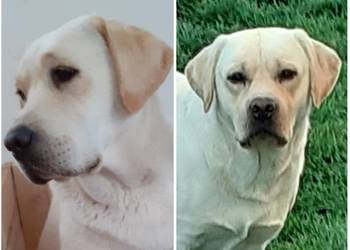 Labrador retriever biszkoptowy