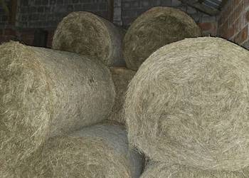 Siano wysokiej jakości 2025 – Suche, Zielone, Baloty 120 cm