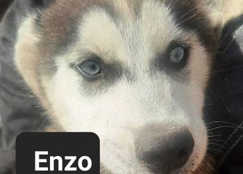 Szczeniaki syberiany husky