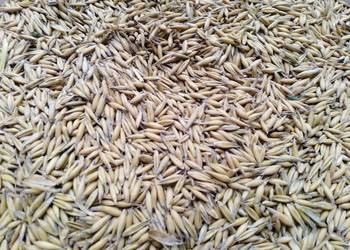 Sprzedam owies Rambo po centrali oraz zwykły. Zbiór 2025