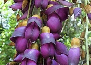 MUCUNA BRACTEATA  Mucuna bracteata - NASIONA 100g
