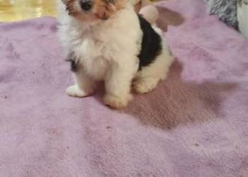 Dee Dee piękna suczka Yorkshire terrier Biewer